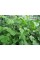 Сетка шпалерная Agreen зеленая 1,7х50 м (ячейка 16х17 см)