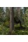 Тент камуфляж CAMOforest, 1,5х5м, 90 г/м²