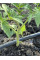 Купити Крапельна стрічка "Presto - 3D Tube" 2000 м/10 см/1,38 л/г, 7mil (емітерна) - Італія