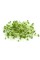 Насіння мікрозелені Гірчиця 30 г - ТМ "Яскрава"