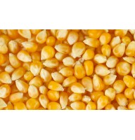 Кукуруза зерновая Кадр 267 МВ (1000 г)