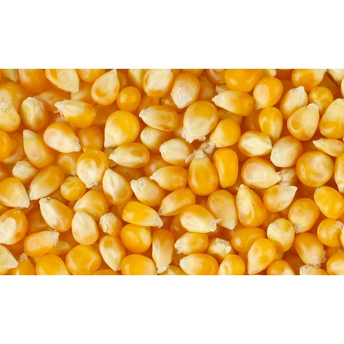 Кукурудза зернова Любава 279 МВ (1000 г)