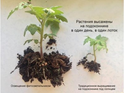Выращивание растений с помощью фитоламп