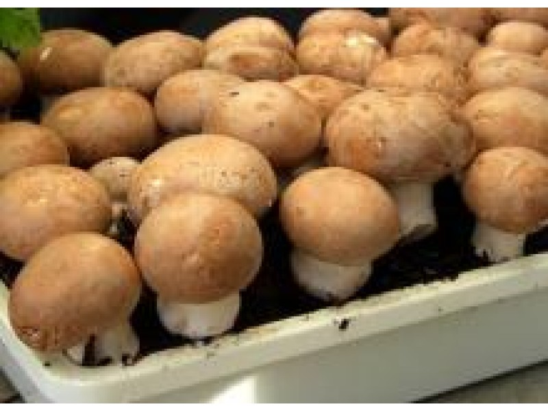 Выращивание белых грибов в домашних условиях