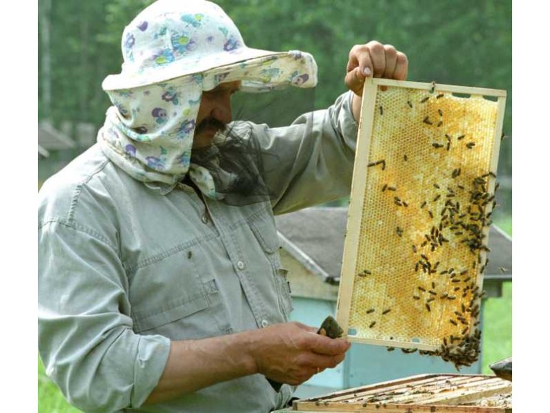 Бджільництво як спосіб заробітку