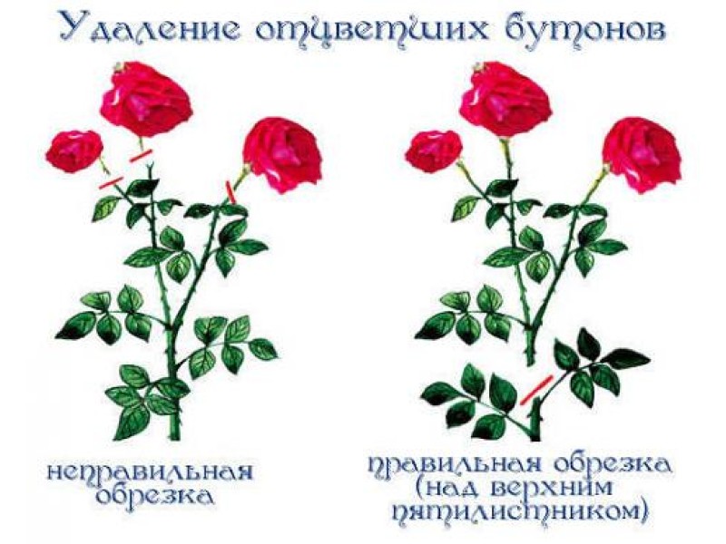 Як виростити троянди у своєму саду?