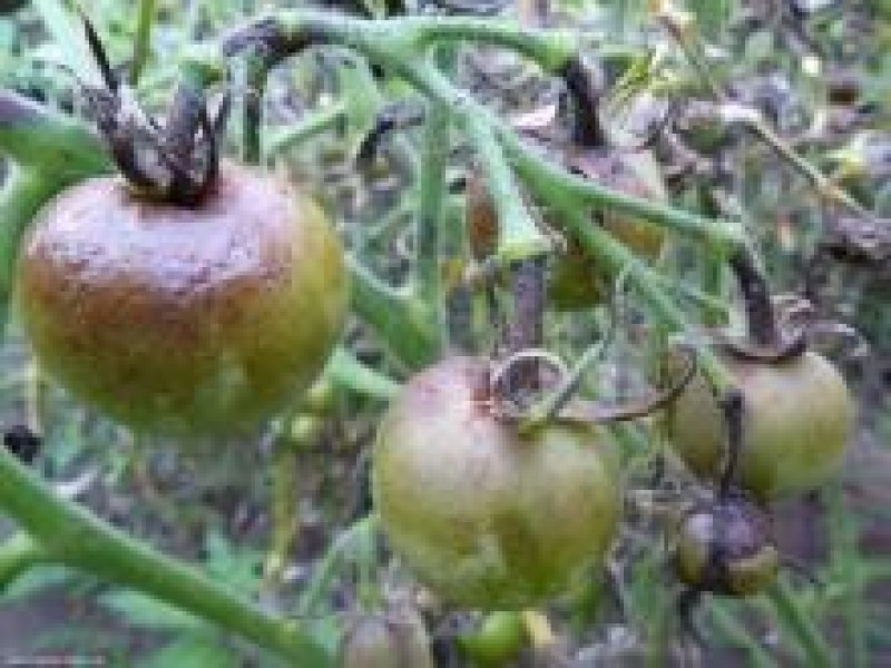 Боротьба з фітофторою на помідорах: найефективніші засоби