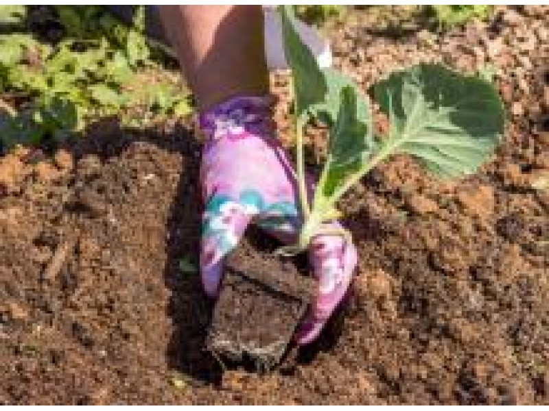 Терміни посадки городніх рослин у ґрунт насінням та розсадою